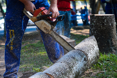 Objetivo do projeto é beneficiar moradores de baixa renda na hora de podar ou remover árvores