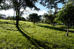 Projeto quer incentivar plantio de árvores na Capital