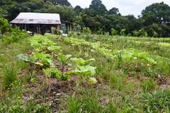 Objetivo é utilizar áreas urbanas para plantio de alimentos