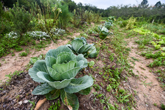 Os agricultores terão 15 anos para se adaptarem às normas