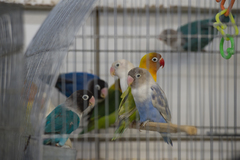 Proposta livra pássaros de viver em gaiolas em Porto Alegre