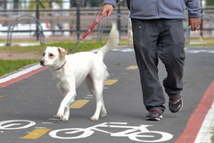 Proposta quer garantir atendimento a animais