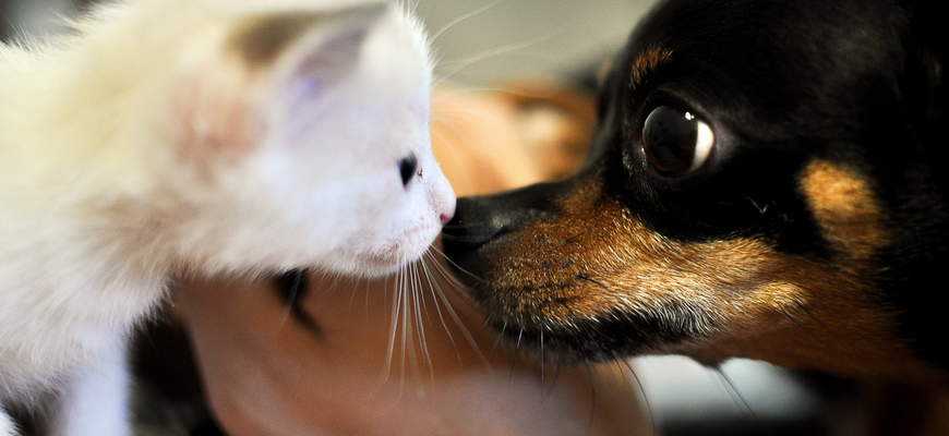 Iniciativa cria obrigações para estabelecimentos de comércio de animais