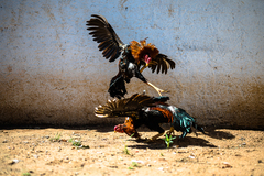 Rinhas de galo, já proibidas no Brasil, ainda acontecem de forma clandestina
