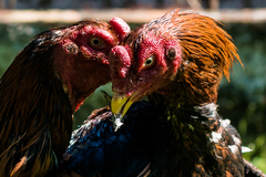 Método deve ser adotado para morte de animais que não sejam para alimentação