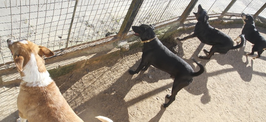 Projeto define regras para os locais que abrigam animais