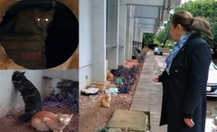 Gatos na Câmara de Porto Alegre