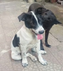 Defesa dos animais