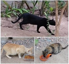 Gatos no pátio da Câmara
