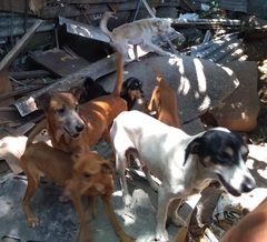 Controle populacional de animais traz benefício para a cidade.