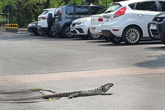 Animal vive no Parque Harmonia e apareceu no pátio da Câmara nesta tarde