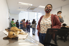 Usav é gerenciada pela Associação Nacional de Clínicos Veterinários de Pequenos Animais