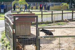 Proposta veda eliminação de animais em canis públicos