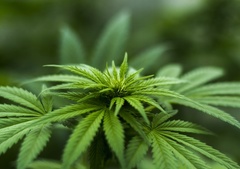 Projeto buscava ampliar pesquisas envolvendo os diversos usos da cannabis