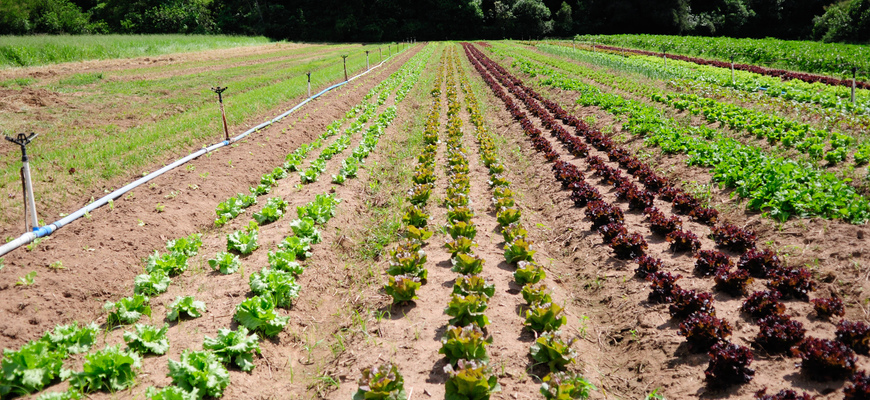 Iniciativa é voltada a residentes na Capital com idade entre 18 e 35 anos e interesse em atividades agrícolas