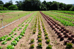 Agricultores terão 15 anos para se adaptar à lei