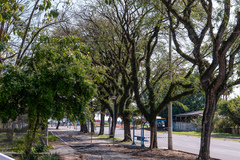 Proposta traz regras para plantio, poda e remoção de árvores na cidade
