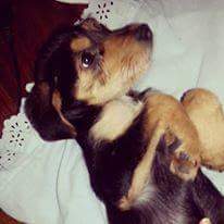 Cachorrinho morre de fome em Porto Alegre