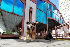 Projeto também proíbe utilização de animais no ato de esmolar