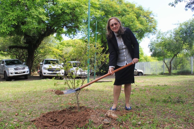 Vereadora planta jaboticaba no pomar do legislativo