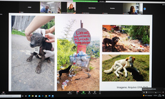Situação dos animais de rua foi um dos temas da reunião nesta terça 