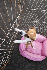 Vereadores da Cosmam visitas a Unidade de Saúde Animal Victória (USAV) para verificar os serviços contratados e implantados pela nova empresa gestora. Na foto, cachorro para adoção.