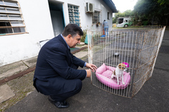 Vereadores da Cosmam visitas a Unidade de Saúde Animal Victória (USAV) para verificar os serviços contratados e implantados pela nova empresa gestora. Na agenda, vereadora Lourdes Sprenger e vereador José Freitas. Na foto, o vereador com cachorro no abrigo para adoção