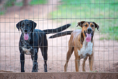 Conforme o projeto, a utilização de cães de guarda desacompanhados de responsável devidamente habilitado será considerada maus-tratos