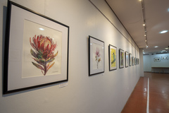 Exposição Natureza e sua Preservação - Atelier Elizabeth Laky Gatti